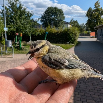 Kleine Meise, kleine Meise, sag, wo kommst du denn her…